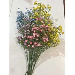 Gypsophila Flower - Master