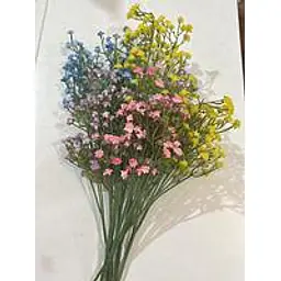 Gypsophila Flower - Master